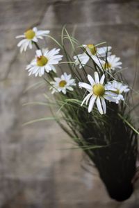 Hovedbilde Str&aring; Solhatt 74cm h&oslash;y - hvit