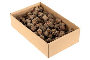 Hovedbilde Eiken&oslash;tter t&oslash;rket