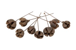 Hovedbilde T&oslash;rkede fr&oslash;kapsler p&aring; st&aring;ltr&aring;d 